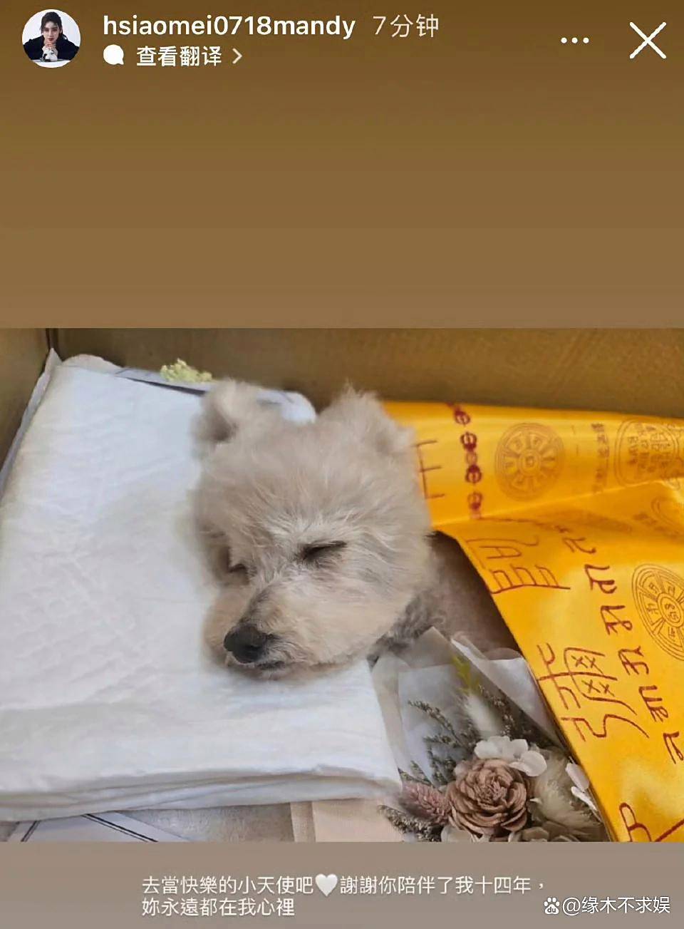 马筱梅为爱犬办葬礼遭网暴，评论区沦陷，和大S离世时画风太像！